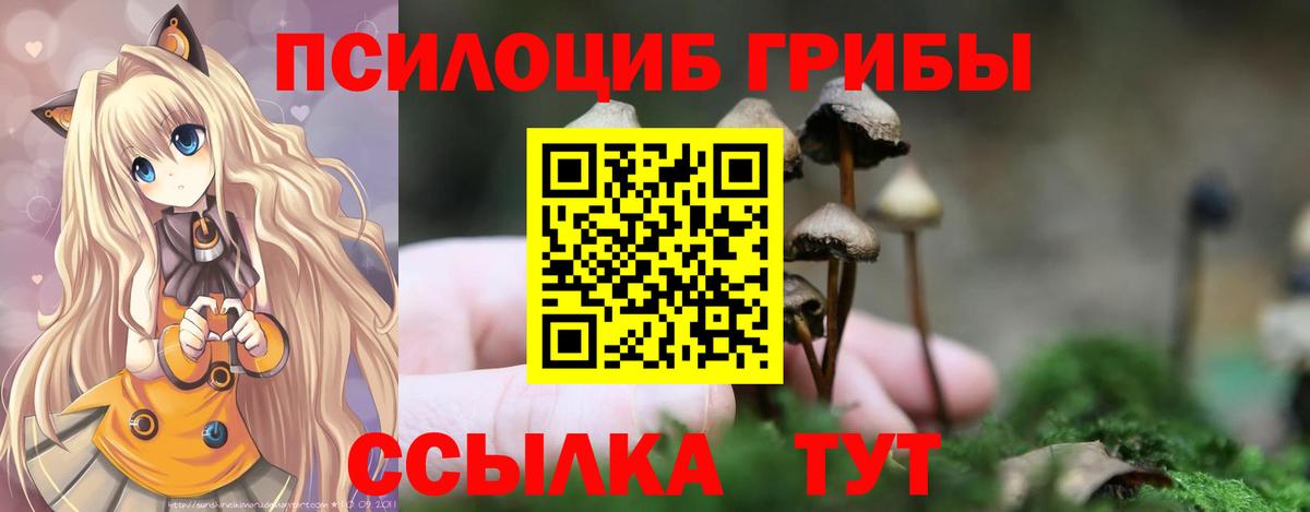 Псилоцибиновые грибы Cubensis Кингисепп